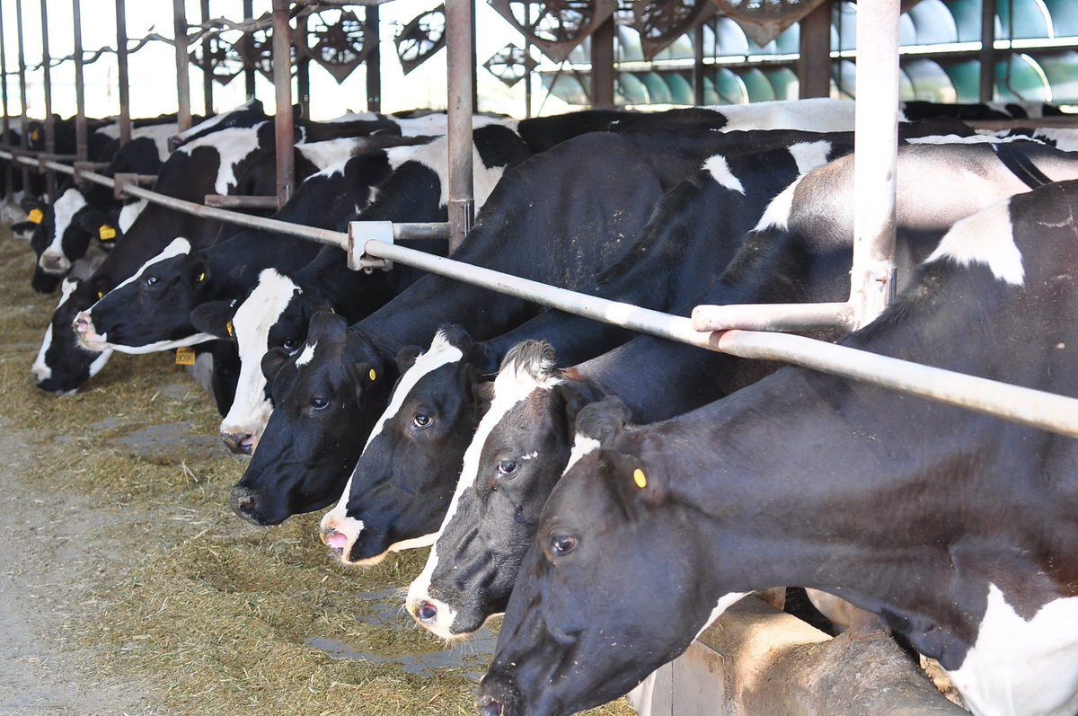 Om die verspreiding en verwoestende gevolge van bek-en-klouseer (BEK) te vermy, het melkboere in die BEK-aangetaste gebied van die Oos-Kaap versoek dat hul diere as ’n voorsorgmaatreël teen BEK ingeënt word. Lees meer op #AgriOrbit: bit.ly/4bAcm9U. <a href="/MilkMpo/">MPO - Milk Producers' Organisation</a>