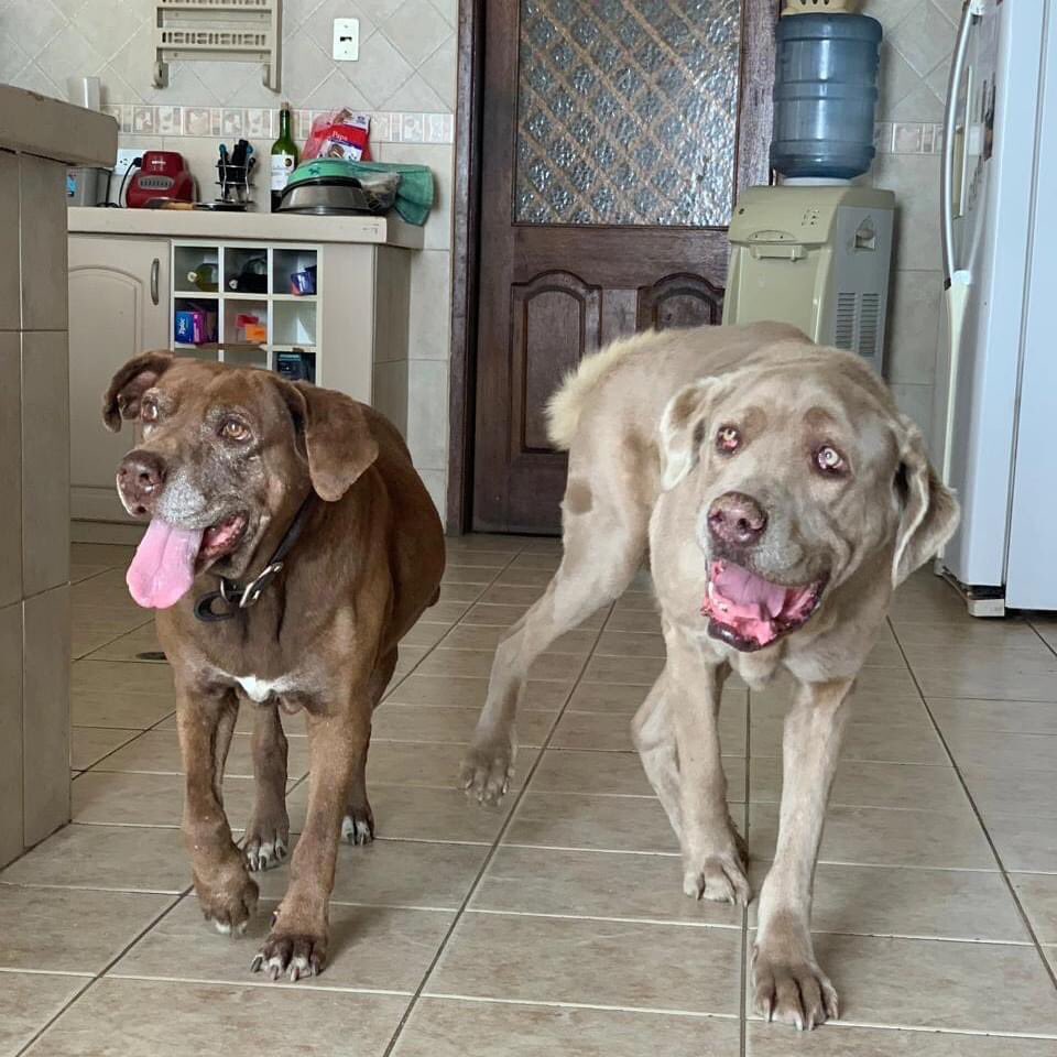 En Quito, Miel y Florencia están buscando hogar para sus últimos años, sus dueños fallecieron y no hay quien se haga cargo de ellas. Si no se consigue 🏠 serán eutanasiadas 
Hagamos el intento! Informes en <a href="/FundacionCamin6/">Fundacion Camino a Casa Ecuador</a> 
Sanas, esterilizadas y vacunadas 
Solo necesitan un 🏠