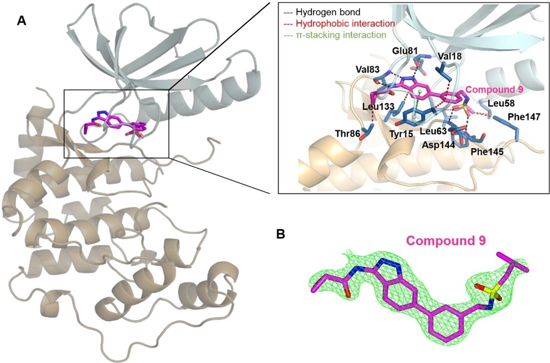 The Bullock group at <a href="/CmdOxford/">Centre for Medicines Discovery</a> and   Alison Axtman at <a href="/thesgconline/">Structural Genomics Consortium (SGC)</a> report the first chemical probe for the CDKL2   kinase providing an important reagent to interrogate CDKL2-dependent biology.   pubs.acs.org/doi/10.1021/ac…