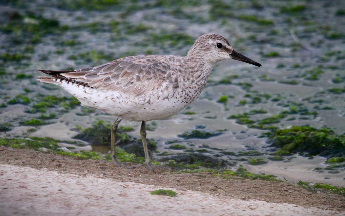 porthkillier's tweet photo. The first Knot since 2018 and mixed news on breeding so far highlights of June round up for @E17Wetlands on https://t.co/nc286zNtxo Thanks to @Chris_Farthing @LolBodini @Elliott81758817 @giles_greenwood @HarringayBirder @IvorHewstone &amp; @AC for pics https://t.co/Um02vNpgEZ