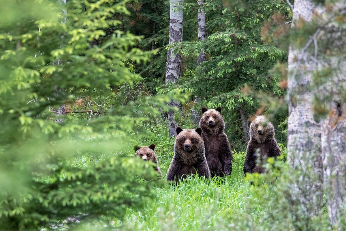 WHY is the Alberta government allowing THREATENED grizzly bears to be hunted if they are deemed a "problem"?

The Wildlife Act was changed recently WITHOUT public consultation nor legislative review by Minister Todd Loewen.