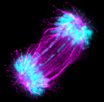 Ally_Nguyen (@allynguyen9) on Twitter photo Thrilled to share I will be joining the Department of Cell and Dev. Bio. <a href="/CUAnschutz/">CU Anschutz Medical Campus</a> as an Assistant Professor starting Jan 2025! My lab will investigate the mechanisms that regulate genome integrity and how these processes are rewired across disease, development, and evolution Thrilled to share I will be joining the Department of Cell and Dev. Bio. <a href="/CUAnschutz/">CU Anschutz Medical Campus</a> as an Assistant Professor starting Jan 2025! My lab will investigate the mechanisms that regulate genome integrity and how these processes are rewired across disease, development, and evolution