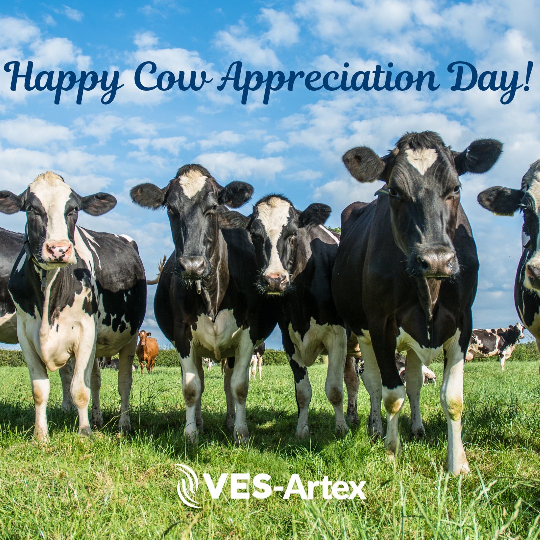 Happy Cow Appreciation Day from the team at VES-Artex!🐮❤️