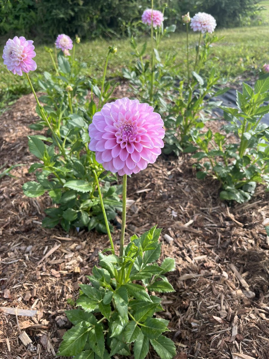 stonebankflower's tweet photo. The dahlias have arrived! https://t.co/O9K29FfebK