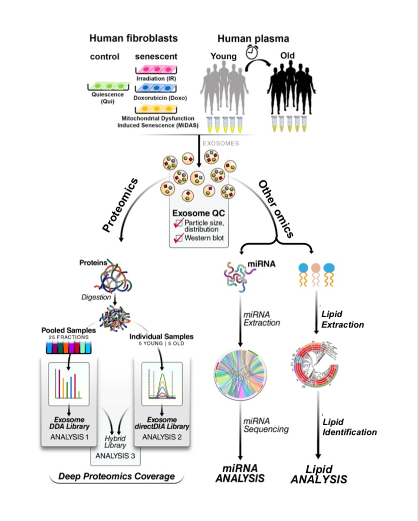 agingdoc1's tweet photo. Exosomes Released from Senescent Cells and Circulatory Exosomes Isolated from Human Plasma Reveal Aging-associated Proteomic and Lipid Signatures

“Our findings reveal mechanistic insights and potential senescence biomarkers, enabling a better approach to surveilling the senescence burden in the aging population and offering promising therapeutic targets for interventions.”

@Sandip_K_Patel @birgits61642917 

https://t.co/ZsMsAXTAOj