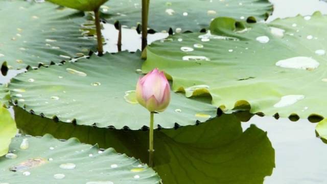 lovechaozhou's tweet photo. On the White Heron Lake🌊 in Guihu Town, #Chaozhou, the lush green #lotus leaves resemble a sea of emerald waves🪷. Among the fields of lotus leaves, the flowers bloom like white jade; some have just begun to bud, while others have already started to open, adding a touch of vitality and liveliness to the lake😍. The lotus flowers are expected to be in full bloom around mid-July this year😊. The total planting area for lotus flowers this year is approximately 40 acres, with an estimated total yield of about 33,069 pounds of lotus seeds🪷.