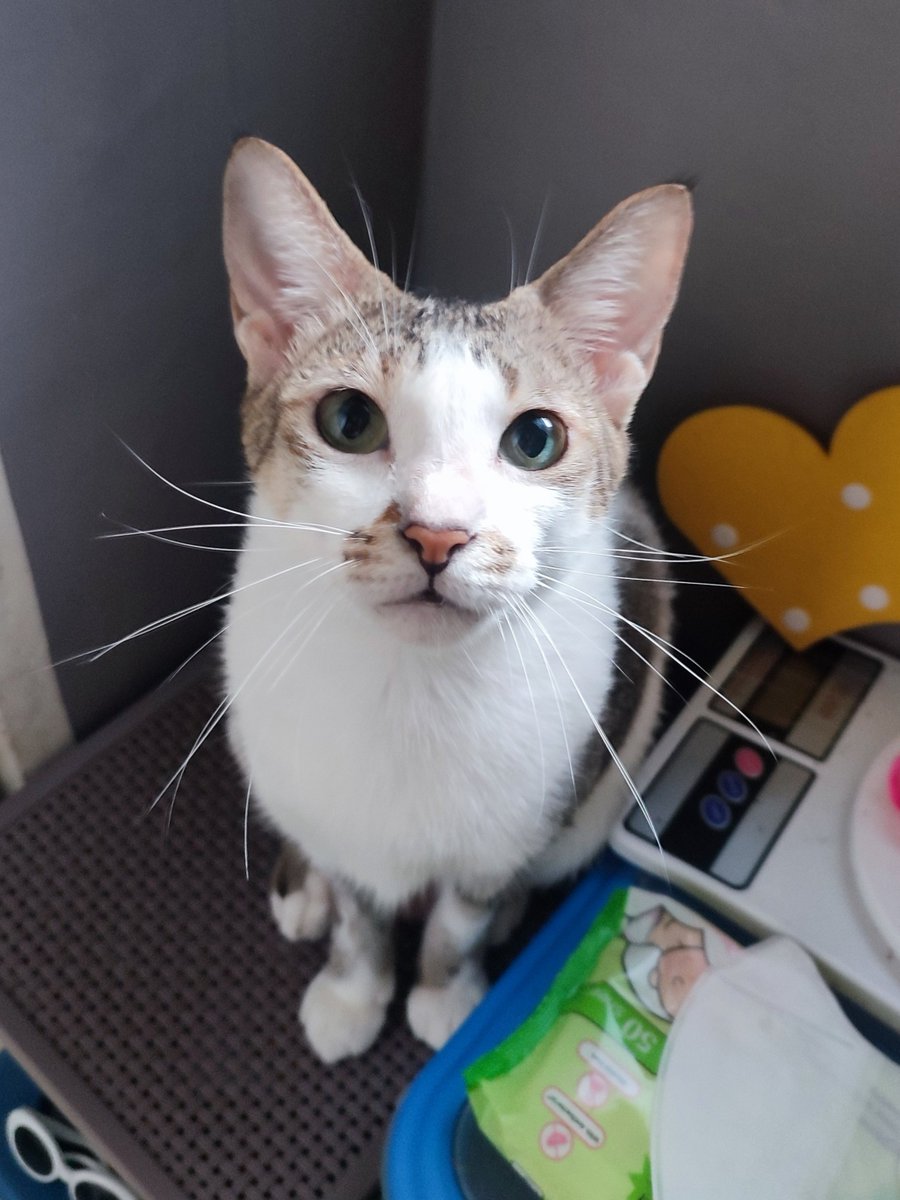 Henlo ♡´･ᴗ･`♡