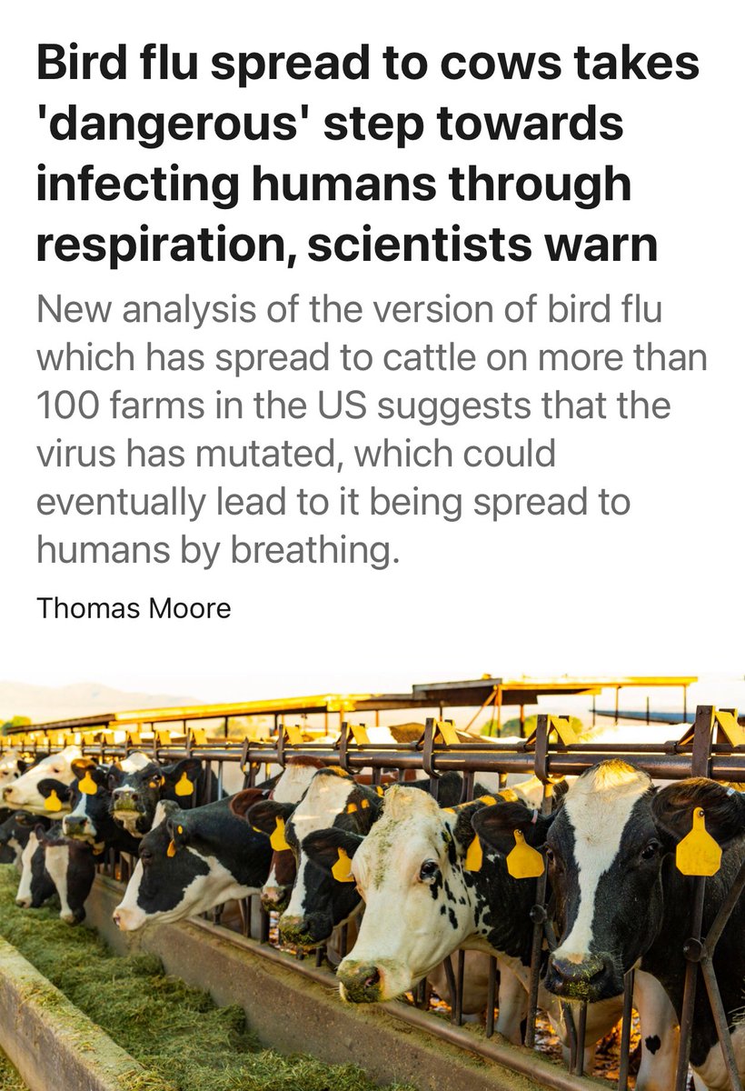 DrEricDing's tweet photo. NEW—The cow flu virus that has spread through US dairy herds may have taken a "dangerous" step towards being able to infect humans through respiratory infections, scientists have warned.

Now detailed analysis by scientists at the University of Wisconsin-Madison shows ➡️viral samples taken from cows were able to attach to receptors found on cells in the human respiratory tract.

(In contrast, the version of H5N1 found in birds is unable to do that, suggesting the bovine virus has mutated). https://t.co/4HanWCINoJ