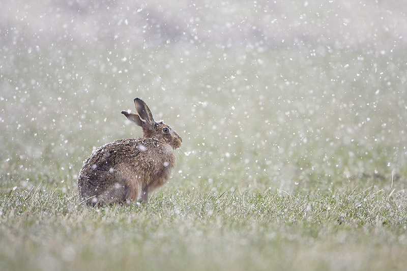 'If you want to capture anything in detail and really get under the skin of a subject, then the best way for you to achieve that is by working on subjects that are much closer to home...'

- From 'Photographing a Species In-depth' with Mark Hamblin
