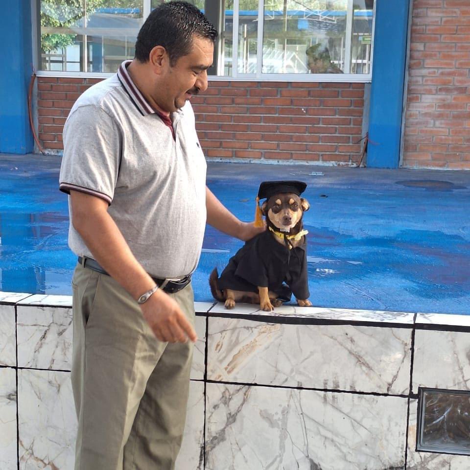 perros_shidoris's tweet photo. Al Colegio de Estudios Científicos y Tecnológicos del Estado de Guanajuato (Cecyteg) llegó un perrito llamado Canelo en busca de algo que comer.

Afortunadamente fue muy bien recibido en el plantel, pues fue adoptado y tanto personal estudiantil como docentes lo tratan como alguien muy especial al grado de graduarse junto a los estudiantes.

Aunque aún existen reportes que aún debe 3 materias y reprobó una por faltas pero por ser el consentido del plantel se lo pasaron. ❤️