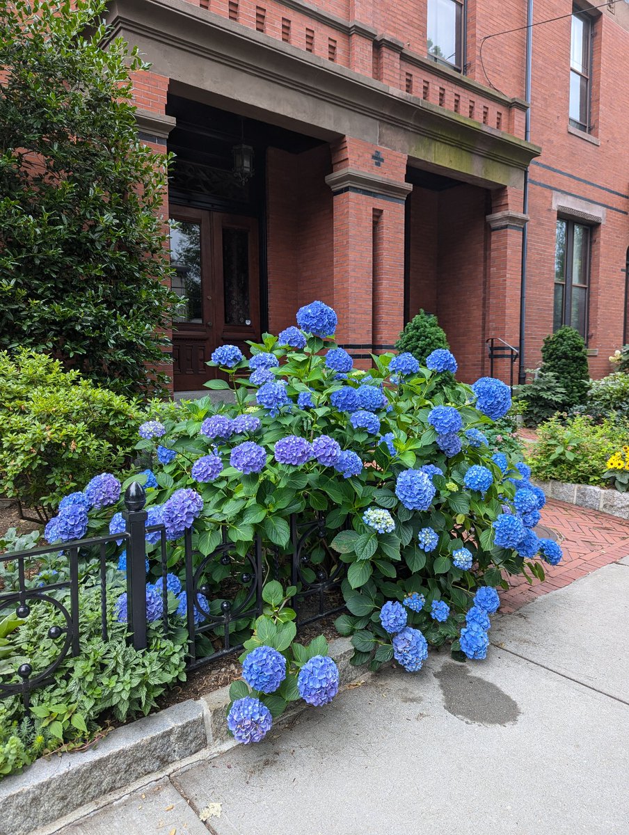 PatrickMBoston's tweet photo. Not only are they gorgeous, but they're lasting longer than ever this year. #YearOfTheHydrangea @universalhub
https://t.co/u4YO9n6TXB https://t.co/0KGTqZLjhT