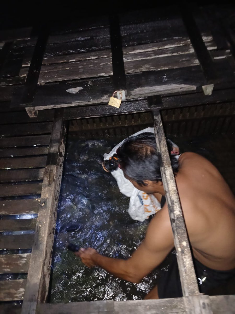 MAIYOGUNNADI's tweet photo. Selasa,9/7/2024, Maiyo.Gunnadi,S.Pi, Luhkan Kab. Hulu Sungai Utara,kegiatan panen nila 65 kg harga Rp 35.000/kg dikeramba Wahyuni Anggota Pokdakan Salanting Ds Palampitan Hilir Kec.Amuntai Tengah
#GiatLuhkanSatminkalBWI
#hulusu #panen
#Luhlapor https://t.co/o40zW8U1rO