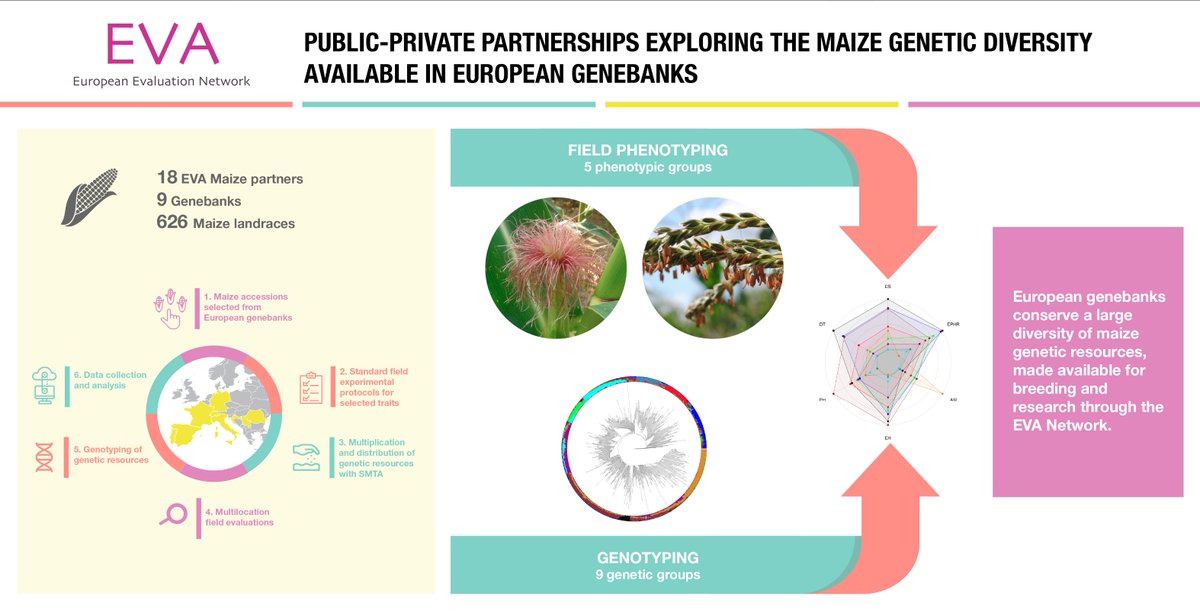 ECPGR's tweet photo. 🧬🌽 Published in @Biology_MDPI, new @ECPGR #EVANetwork research showcases genetic & phenotypic diversity of 626 #maize #landraces conserved in European #genebanks. A treasure trove for future breeding programmes!
👉Paper: https://t.co/vr0GHGIu1T
👉Blog: https://t.co/AXdkkqcQsj https://t.co/AzCr2NvTQl
