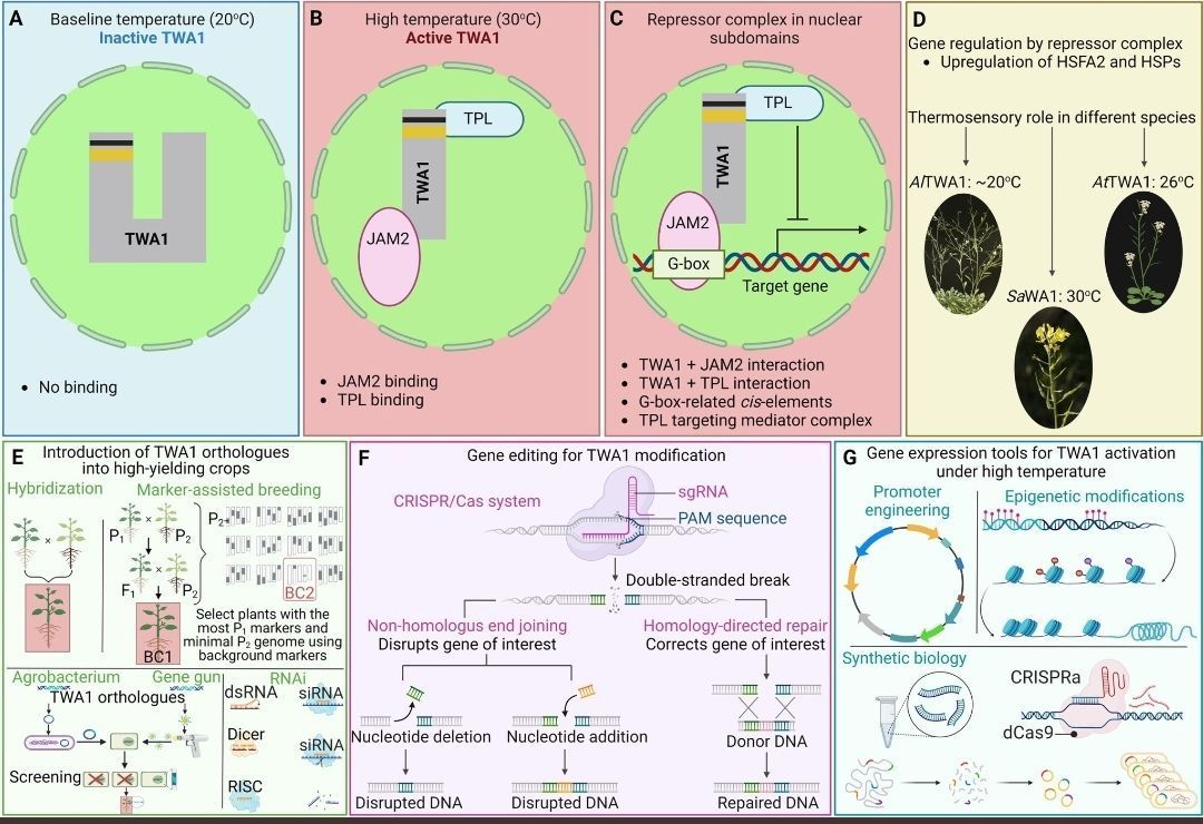 Leveraging a new thermosensor for heat-smart future agriculture 

cell.com/plant-communic… 
#plantscience ♻️