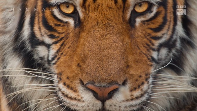 Found in every ocean and every continent, these animals have stood the test of time and conquered the<a href="/tag/mammals"class="tags"><span>#mammals</span></a>