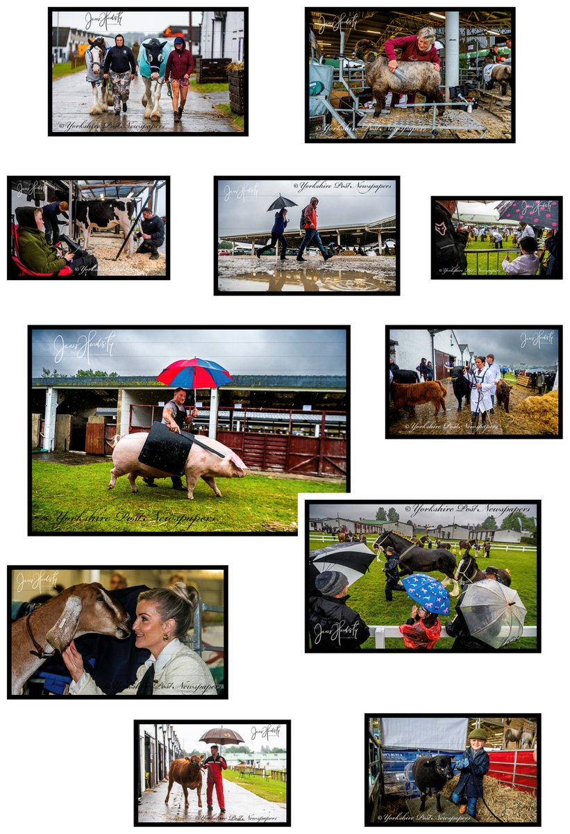 Yorkshire Post In Pictures (@ypinpictures) on Twitter photo Wet....wet....wet...On the opening day of the 165th #GreatYorkshireShow in #Harrogate <a href="/greatyorkshow/">Great Yorkshire Show</a> for those who braved the #weather #rain great day out with loads to see for the best coverage see tomorrows #YorkshirePost <a href="/yorkshirepost/">The Yorkshire Post</a> <a href="/YPinPictures/">Yorkshire Post In Pictures</a> <a href="/ReporterRuby/">Ruby Kitchen</a> <a href="/emmaloisryan/">Emma Ryan</a> Wet....wet....wet...On the opening day of the 165th #GreatYorkshireShow in #Harrogate <a href="/greatyorkshow/">Great Yorkshire Show</a> for those who braved the #weather #rain great day out with loads to see for the best coverage see tomorrows #YorkshirePost <a href="/yorkshirepost/">The Yorkshire Post</a> <a href="/YPinPictures/">Yorkshire Post In Pictures</a> <a href="/ReporterRuby/">Ruby Kitchen</a> <a href="/emmaloisryan/">Emma Ryan</a>