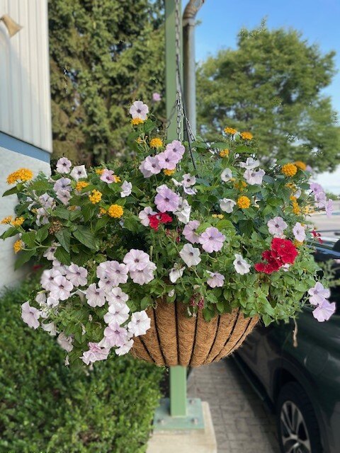 klausinggroup's tweet photo. Check out this stunning 24" hanging basket! Simple yet so attractive, it's the perfect addition to brighten up any space. 🌸✨ #GardenInspiration #BeautifulBlooms #HangingBasket https://t.co/pCHfXbVKdr