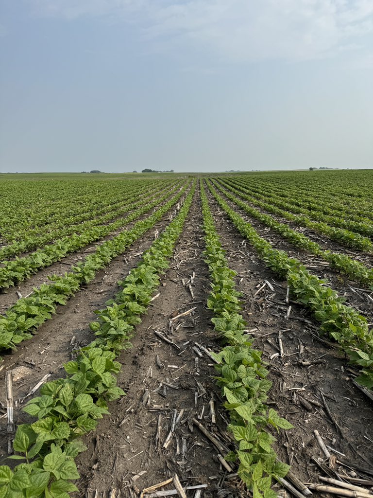 Qshizzle97's tweet photo. Plant before the snow and the pintos will grow #eatbeans #snowbeans #grow24 https://t.co/hjn45agA49