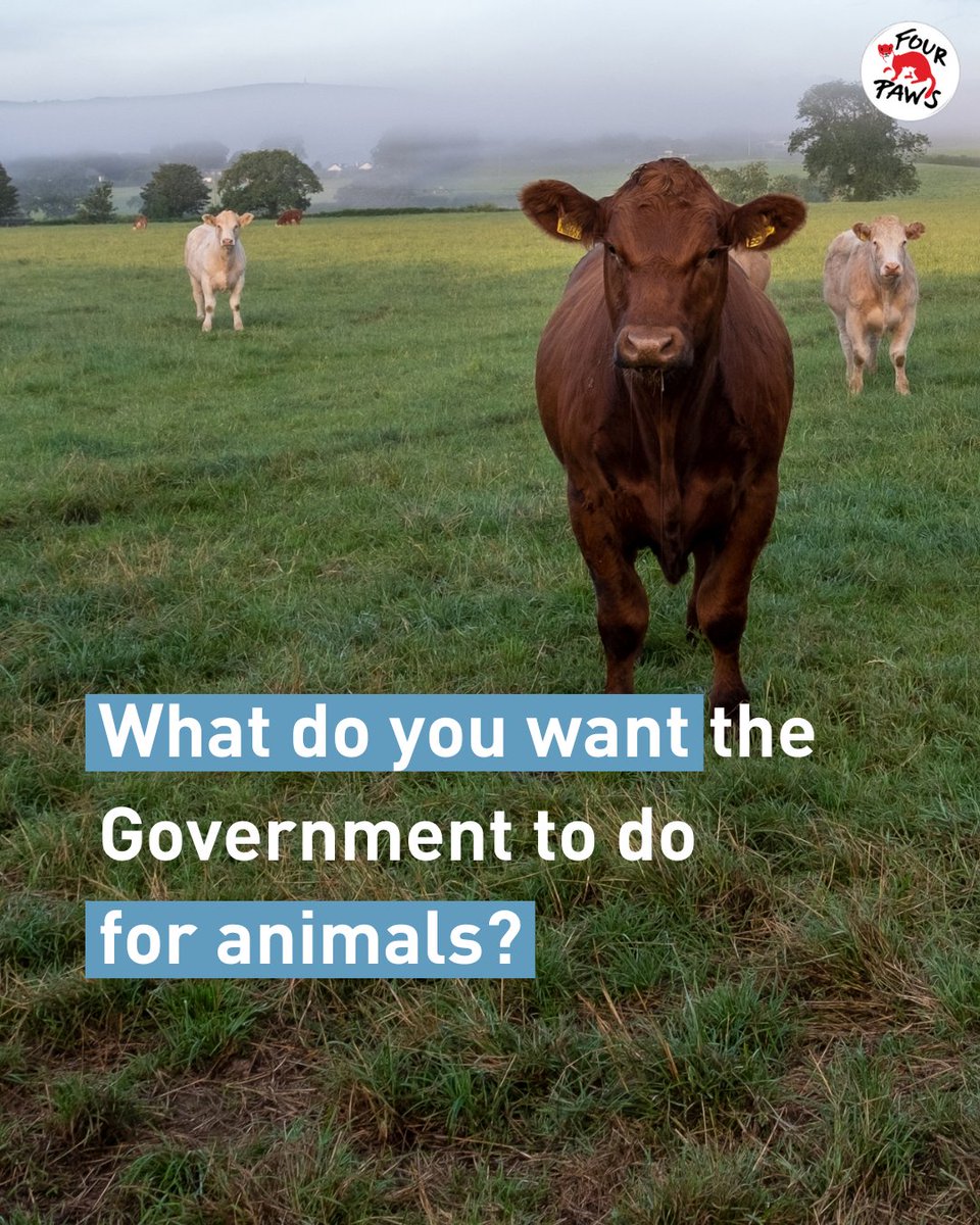 FOURPAWSUK's tweet photo. The election is over, now the work begins!

We will keep campaigning for animal welfare improvements &amp; will work with @UKLabour Govt, and with MPs across political parties, to help make real change happen for animals.

What do you want to see from the Government? Reply below👇 https://t.co/5QcPqBFnOK