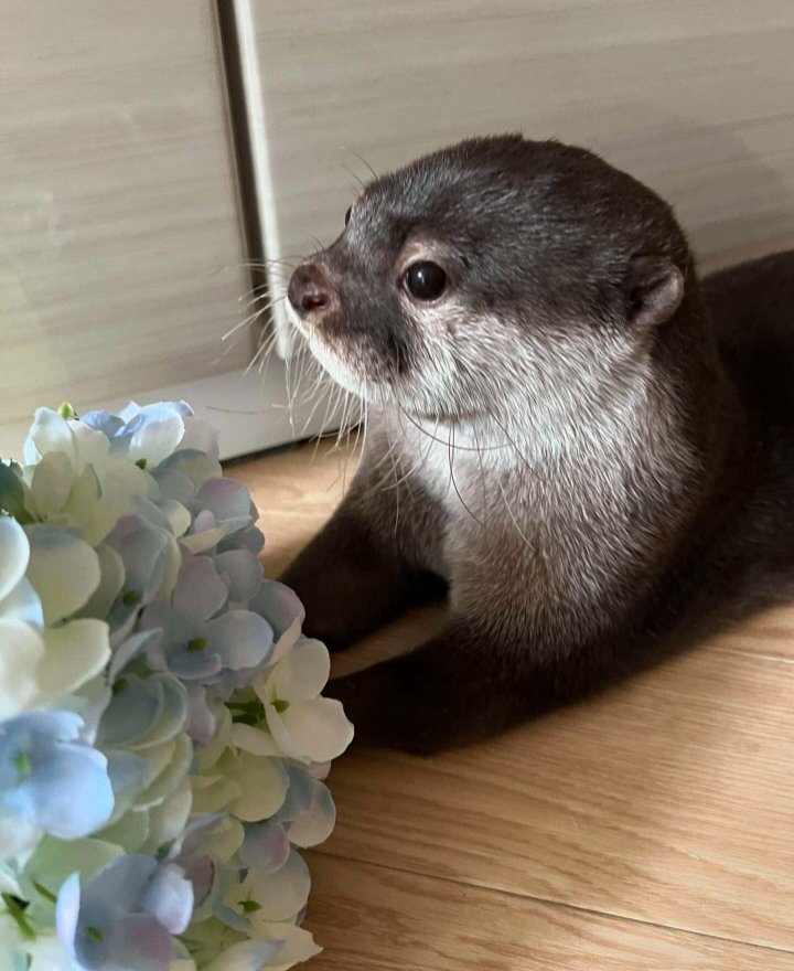 Excellent photograph 🥰🦦❤️