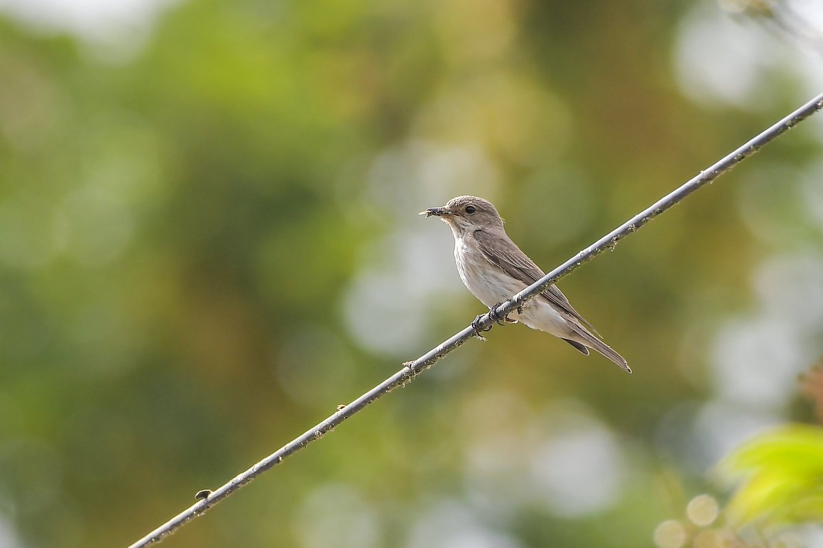 Littleman10's tweet photo. Spotted Flycatchers, Bucks https://t.co/Qt1q9ACIw7
