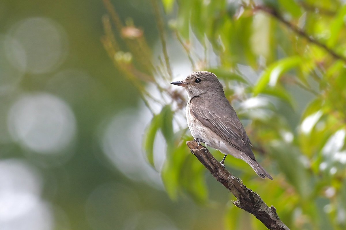 Spotted Flycatchers, Bucks