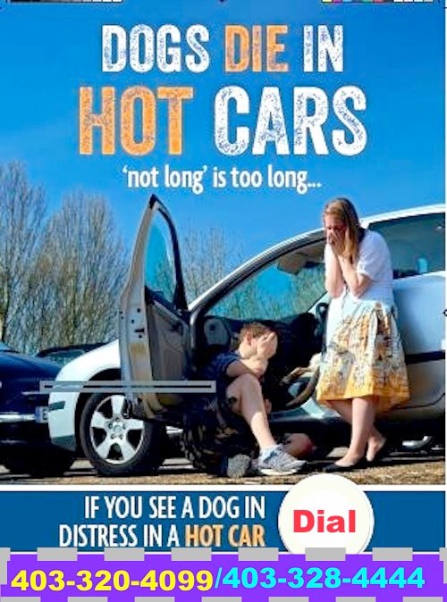 PET SAFETY in HOT WEATHER ⚠️☀️🚗 - Animals in distress can be called in to LethShelter: 403-320-4099, or to LethPolice:403-328-4444.  And when taking your Pet for a walk,take plenty of Water. Do activities early in morning or late evening