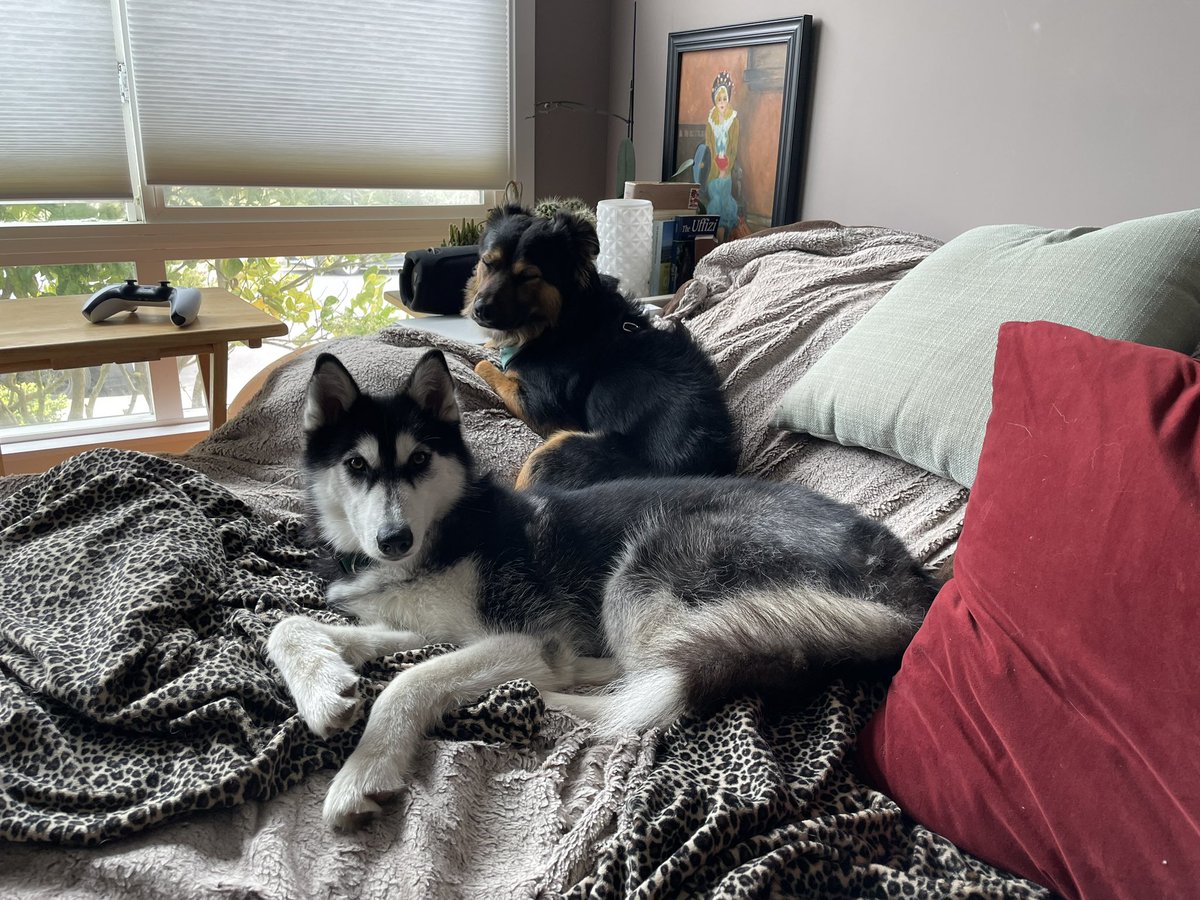 TerrorCtrl's tweet image. **Update**
Her name is Harper and she is currently at home with us. She is best friends with our puppy, Kaiju.