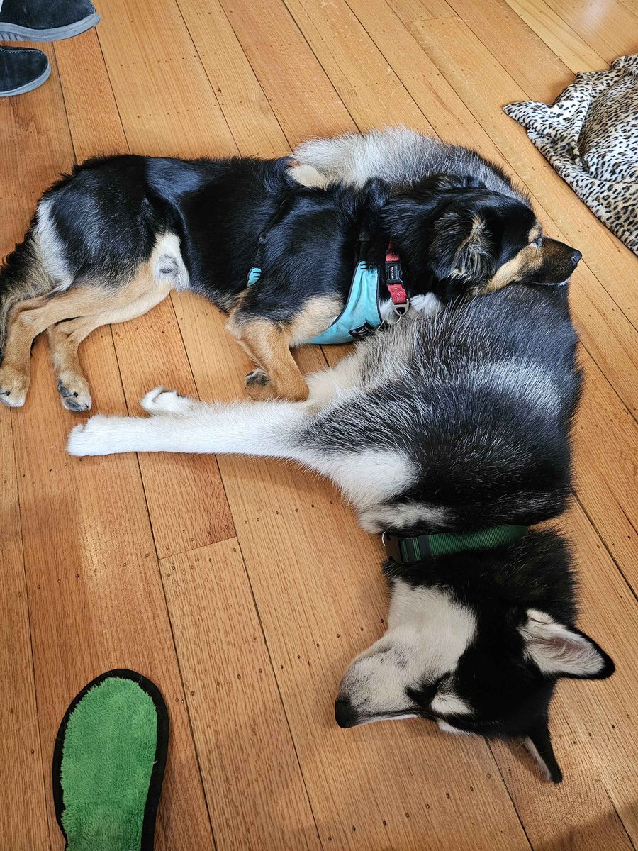 TerrorCtrl's tweet image. **Update**
Her name is Harper and she is currently at home with us. She is best friends with our puppy, Kaiju.