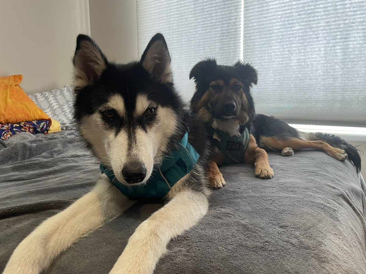 TerrorCtrl's tweet image. **Update**
Her name is Harper and she is currently at home with us. She is best friends with our puppy, Kaiju.