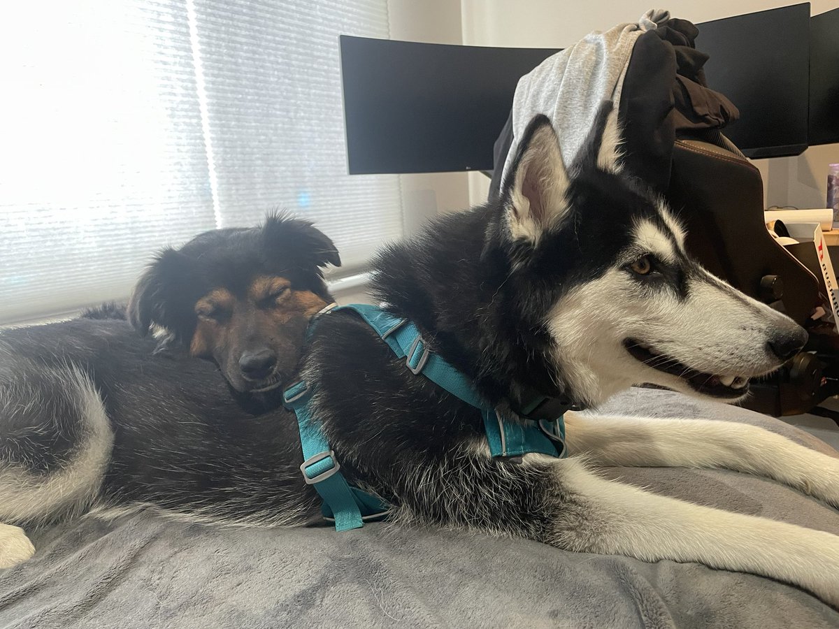 TerrorCtrl's tweet image. **Update**
Her name is Harper and she is currently at home with us. She is best friends with our puppy, Kaiju.