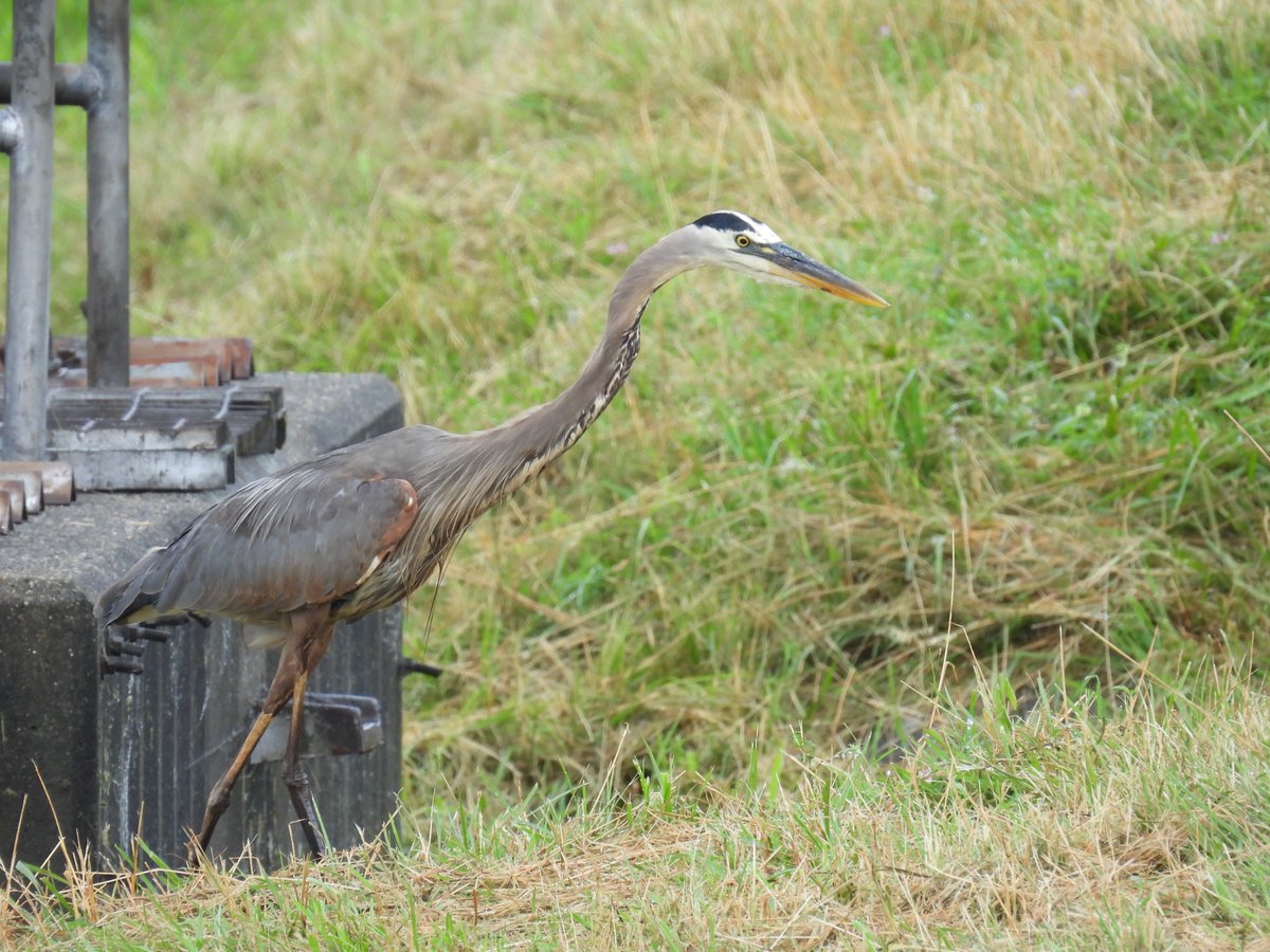 timbailey27's tweet image. At the Westborough reservoir, this Great Blue Heron pulled a dead mouse out of the newly cut grass, washed it, and gulped it down.