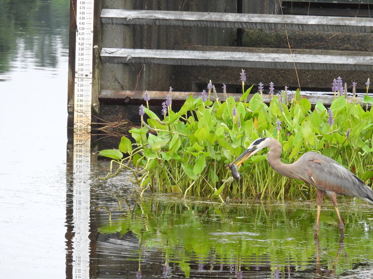 timbailey27's tweet image. At the Westborough reservoir, this Great Blue Heron pulled a dead mouse out of the newly cut grass, washed it, and gulped it down.