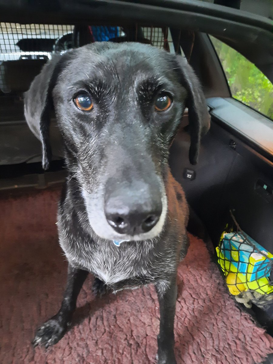 NotBadForHerAge's tweet photo. It's Fred's 3rd 'gotcha' day 🎉 🎈🥰 I took him on a 7 mile run through #GeltWoods and #TalkinTarn & he had a great time. We won't mention the ducks he tried hard to 'befriend' in the lake 😬 🤫🐕 🦆 https://t.co/BJNJxjHd1K