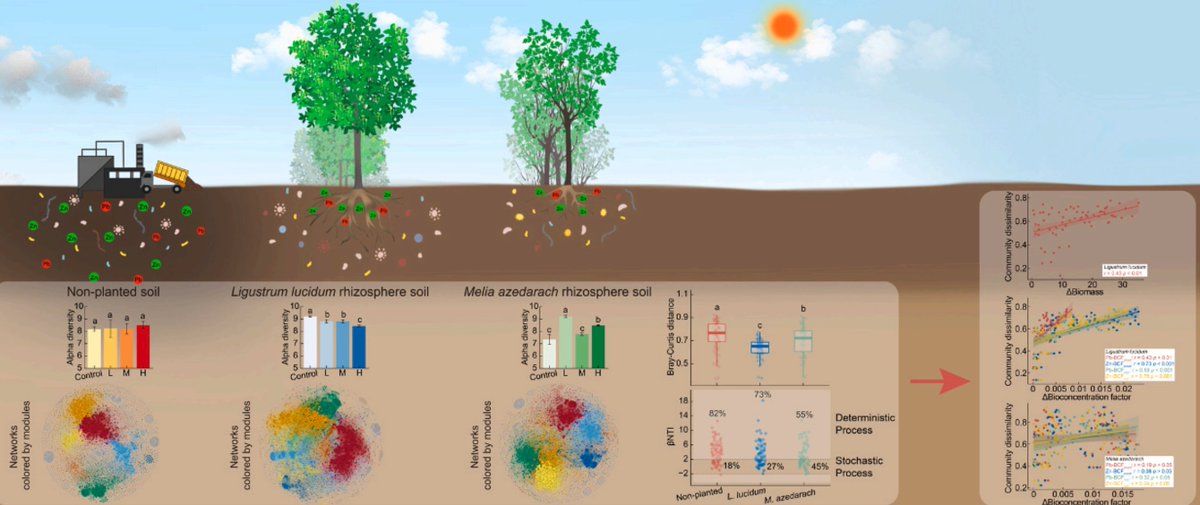 ykuzyakov's tweet image. NEW in Journal of Hazardous Materials
Assembly processes of bacterial communities in tree #rhizosphere under #heavymetal #contamination

doi.org/10.1016/j.jhaz…
Free Link: authors.elsevier.com/c/1jOqP_6wyUMM…