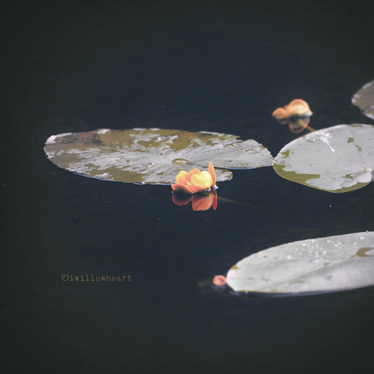 Your heart is safe with me

#naturephotography 
#flowerphotography