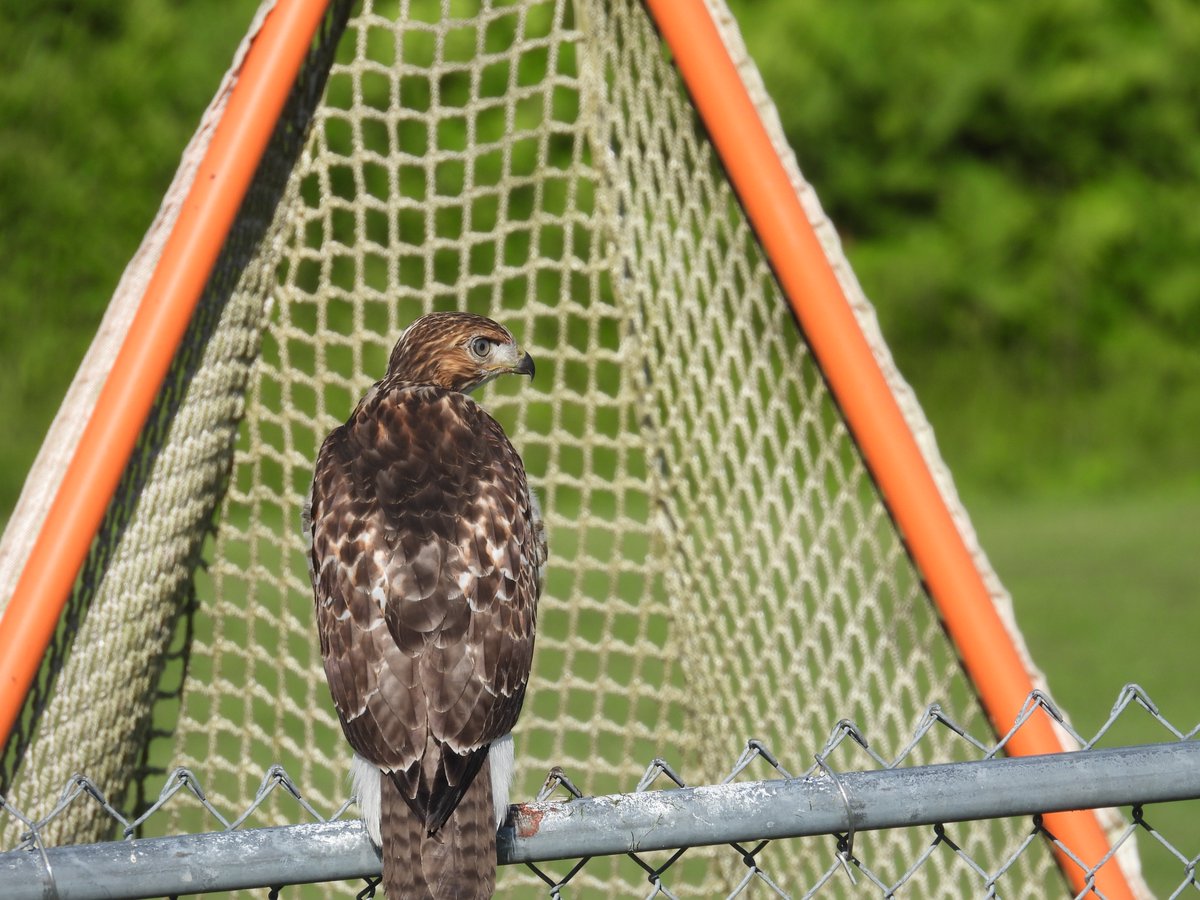 timbailey27's tweet image. This red-tailed hawk is apparently a big lacrosse fan. Must be waiting for the game to start.