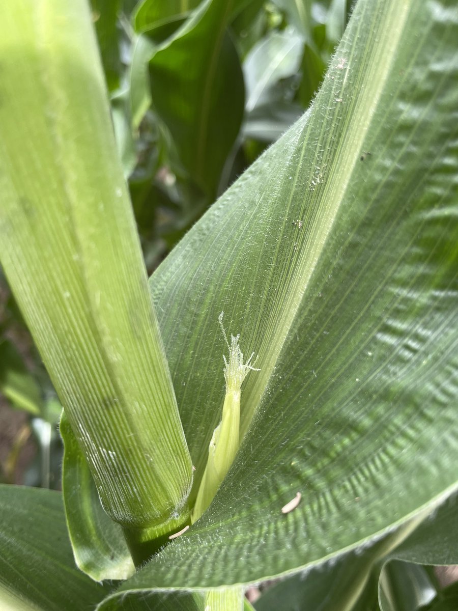 Sophie Van den Borre tweet media