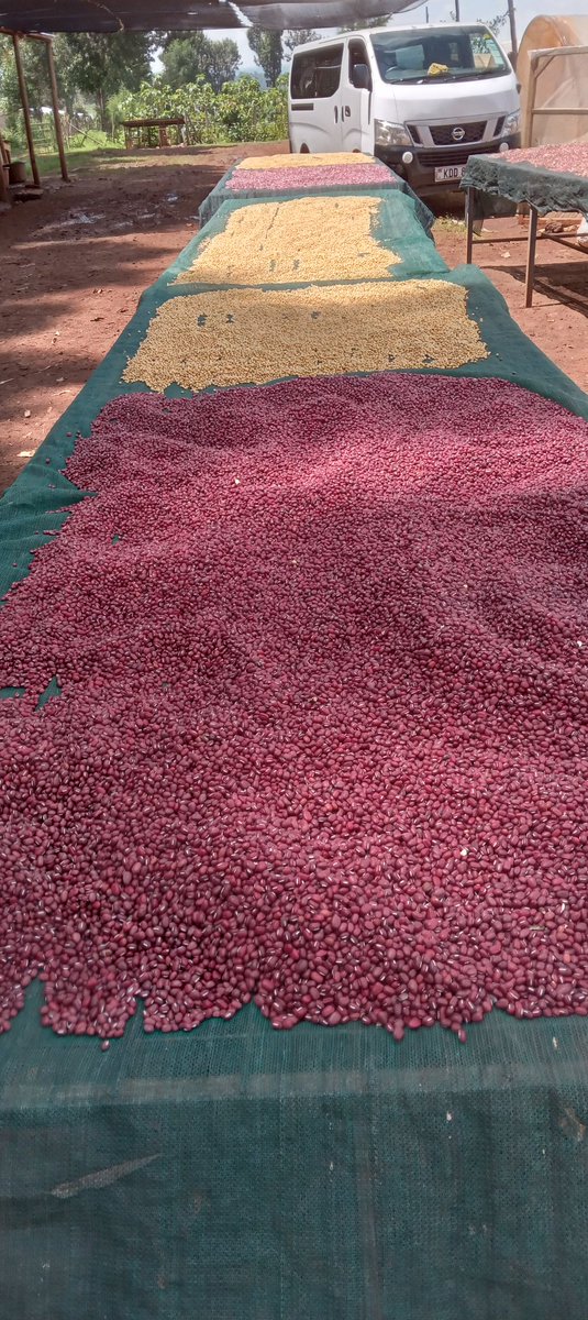 BenChesenge's tweet photo. Farm-life is an art. And is fun. 
Beans sorting. 
#AgribusinessTalk254 
@Chero_Sharon https://t.co/H1qZ8vcaUc