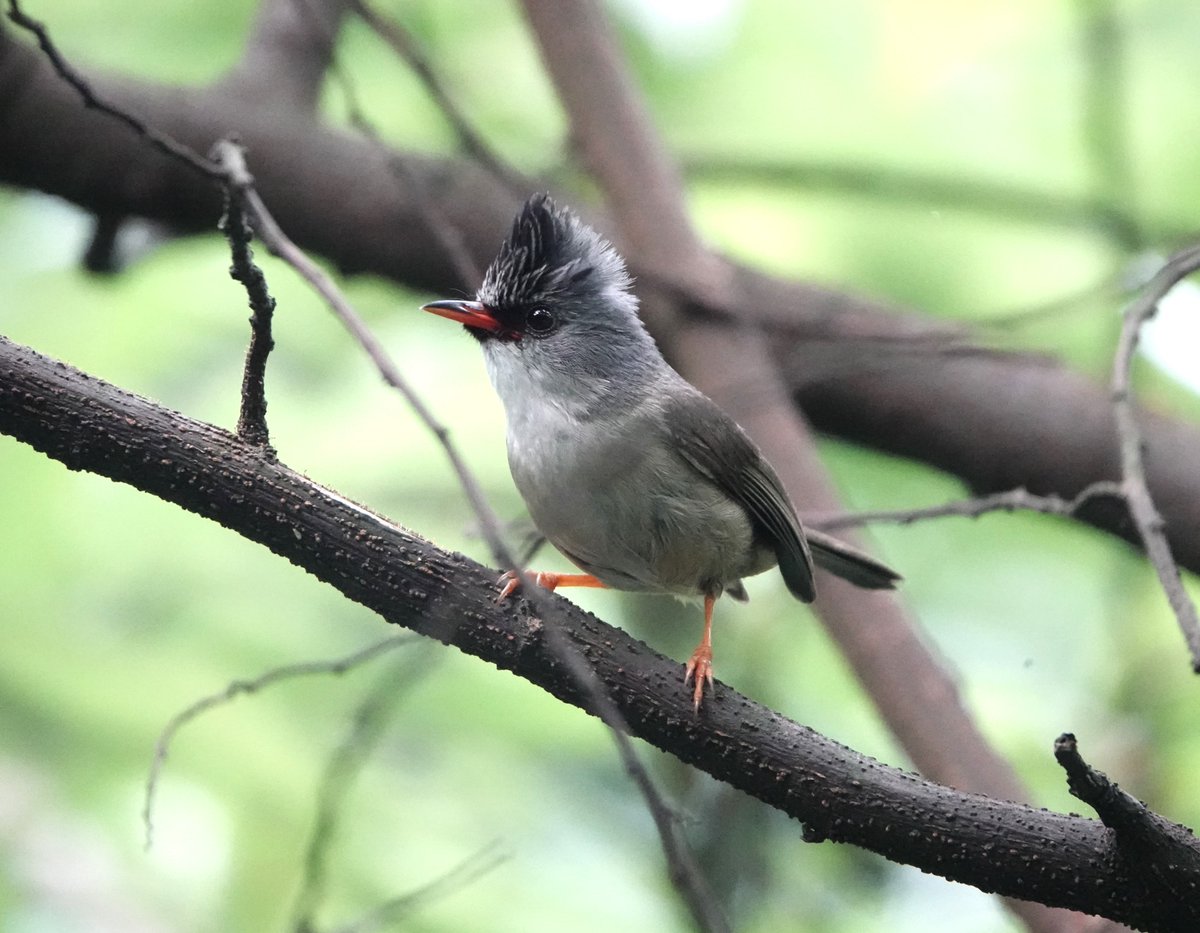 Sichuan/China, Black-chinned Yuhina one of the more common birds seen in most locations visited. Often inquisitive and usually present in mixed flocks with Fulvettas and Tits.