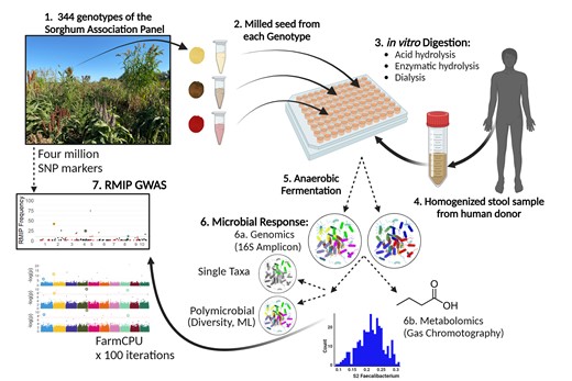 Schnable Lab (@schnablelab) on Twitter photo Dr. Korth (<a href="/NateKorth/">Nate Korth</a>)'s paper mapping genes in sorghum that create changes in human gut microbiomes fed different kinds of sorghum is out today in G3. doi.org/10.1093/g3jour… Dr. Korth (<a href="/NateKorth/">Nate Korth</a>)'s paper mapping genes in sorghum that create changes in human gut microbiomes fed different kinds of sorghum is out today in G3. doi.org/10.1093/g3jour…