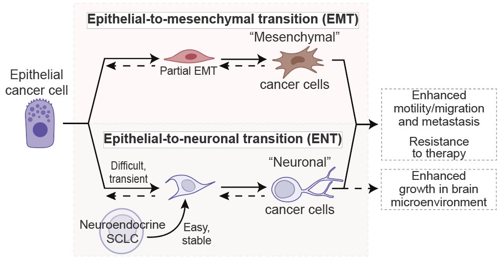 Julien Sage (@sagejulien) on Twitter photo Curious to know what people think about the concept of ENT (Epithelial-to-Neuronal Transition) as a parallel to EMT (Epithelial-to-Mesenchymal Transition) in tumorigenesis? See our review with <a href="/griffinhartmann/">Griffin Hartmann</a> in the lab: tinyurl.com/2x8xtw5j Curious to know what people think about the concept of ENT (Epithelial-to-Neuronal Transition) as a parallel to EMT (Epithelial-to-Mesenchymal Transition) in tumorigenesis? See our review with <a href="/griffinhartmann/">Griffin Hartmann</a> in the lab: tinyurl.com/2x8xtw5j