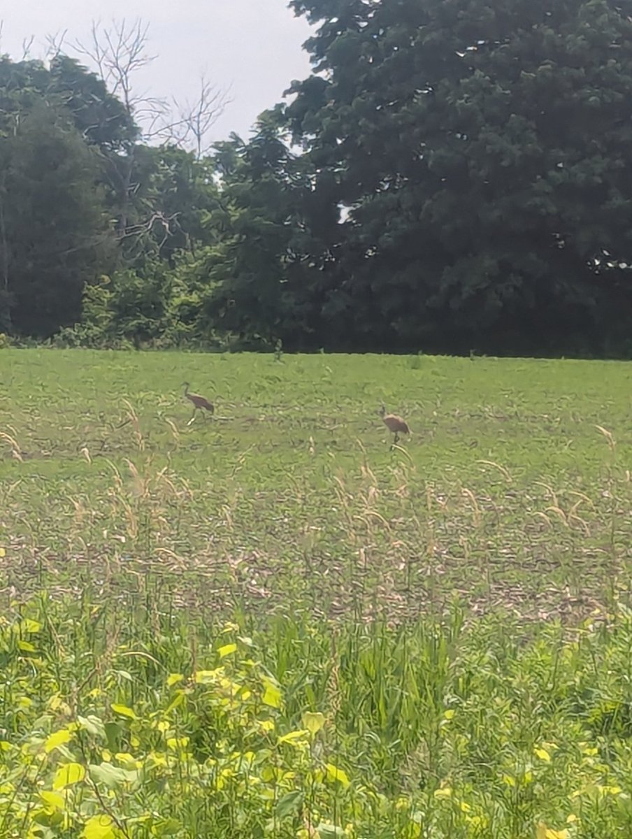 Barclay C Nap tweet media