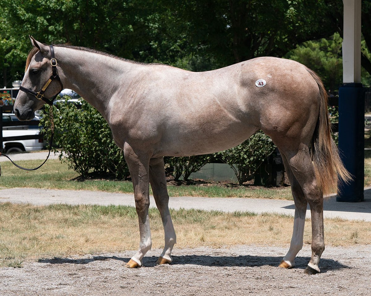 An eye-catching filly from the first crop of 2x champion ESSENTIAL QUALITY (Hip 43) sells for $225,000 at The July Sale! #FasigJuly <a href="/DarleyStallions/">Darley</a>

Congrats to buyer LCI LLC, Peter Kirwan, agt, &amp; consignor Scott Mallory, agent for <a href="/Determined_Stud/">Matt Dorman</a>. Hip 43 was bred in KY by 2500