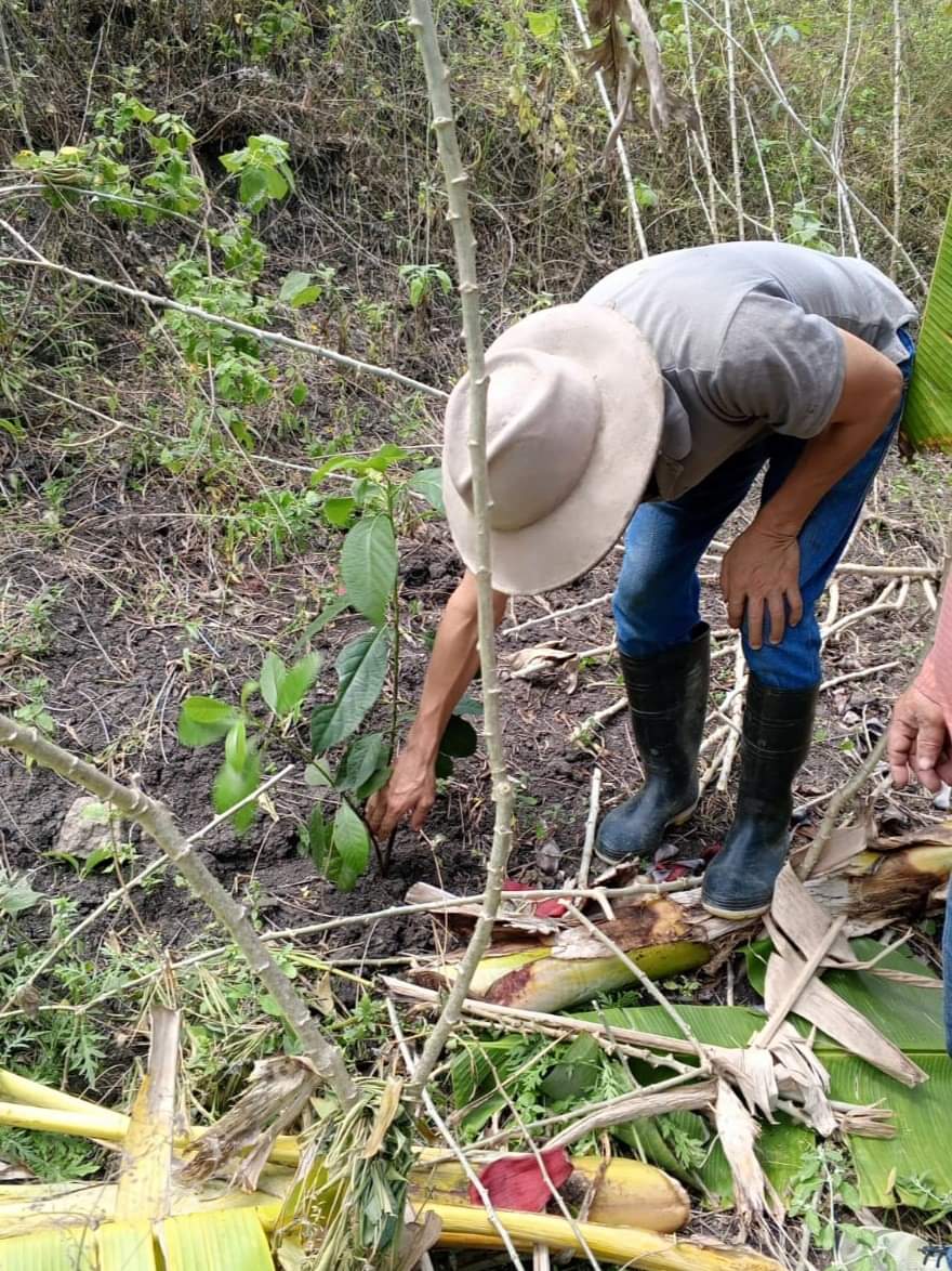 AgroAzuayGPA's tweet photo. 🙋Léntag, es un territorio que tiene potencialidades por su clima; aquí trabajamos con nuestros técnicos para impulsar el #SistemaProductivo del #Aguacate. Realizamos el levantamiento de los predios y el proceso de capacitación a los participantes en este proyecto.🥑🫒🌳 https://t.co/6Q24lagOeE
