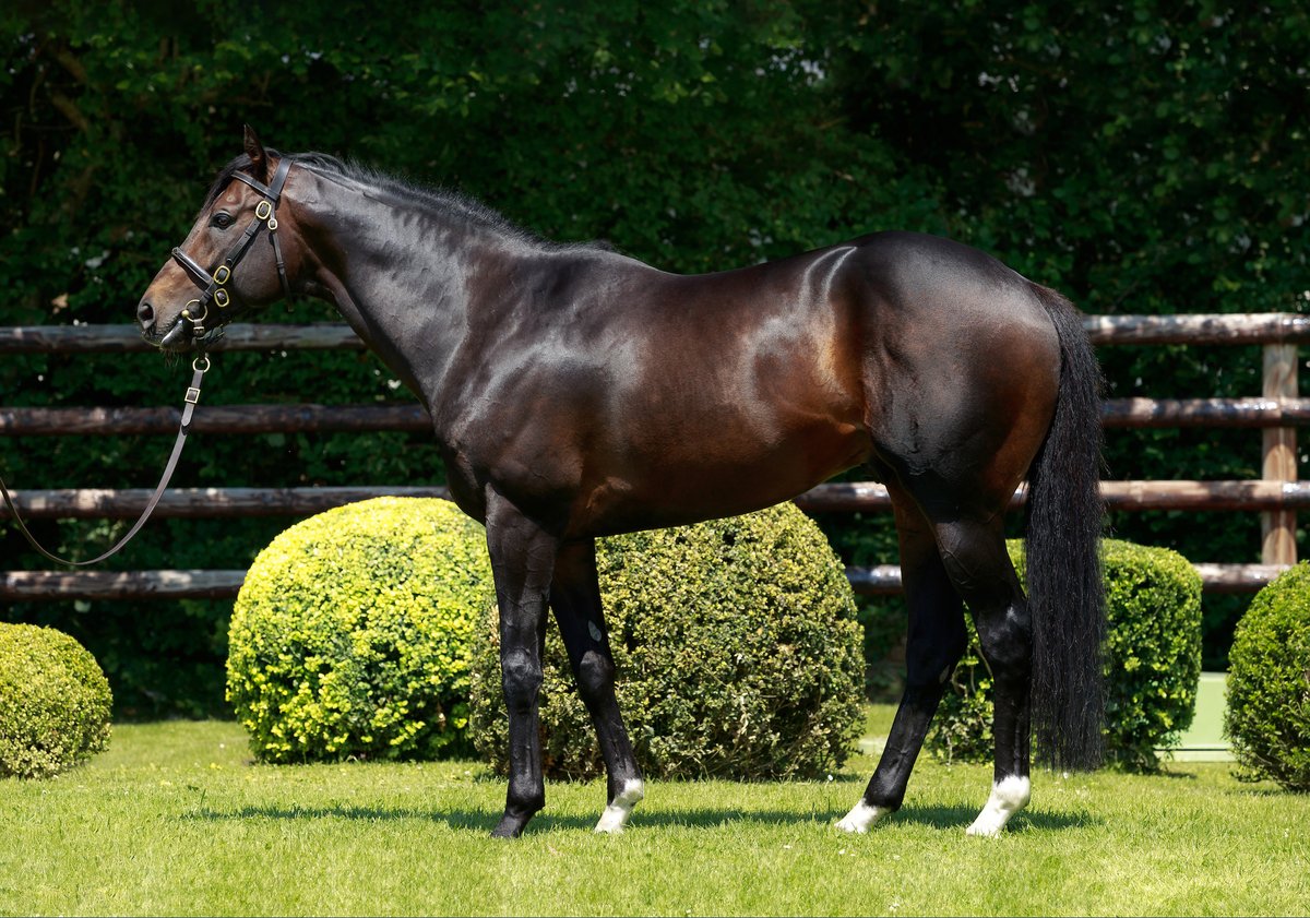 EBN (@bloodstocknews) on Twitter photo โจ More success for <a href="/AlShaqabRacing/">Al Shaqab Racing</a>'s first-crop sire ROMANISED (pic) โจ
๐ฅ SISSI IMPERATRICE wins at Aix-les-Bains. The 2YO filly is a graduate of <a href="/InfoArqana/">ARQANA</a> and was purchased by <a href="/TrottingBlstock/">Trotting Bloodstock</a> from Haras des Sablonnets for โฌ15,000.
๐ฐ Full race report in tomorrow's EBN โจ More success for <a href="/AlShaqabRacing/">Al Shaqab Racing</a>'s first-crop sire ROMANISED (pic) โจ
๐ฅ SISSI IMPERATRICE wins at Aix-les-Bains. The 2YO filly is a graduate of <a href="/InfoArqana/">ARQANA</a> and was purchased by <a href="/TrottingBlstock/">Trotting Bloodstock</a> from Haras des Sablonnets for โฌ15,000.
๐ฐ Full race report in tomorrow's EBN