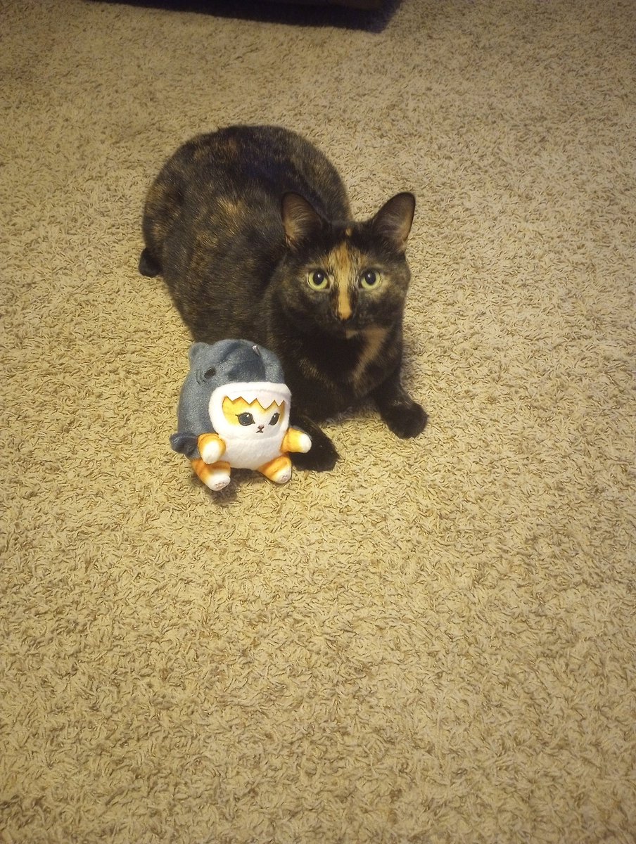 Enjoying #SharkWeek at the ranch. It is our favorite time of the year! <a href="/SharkWeek/">Shark Week</a>