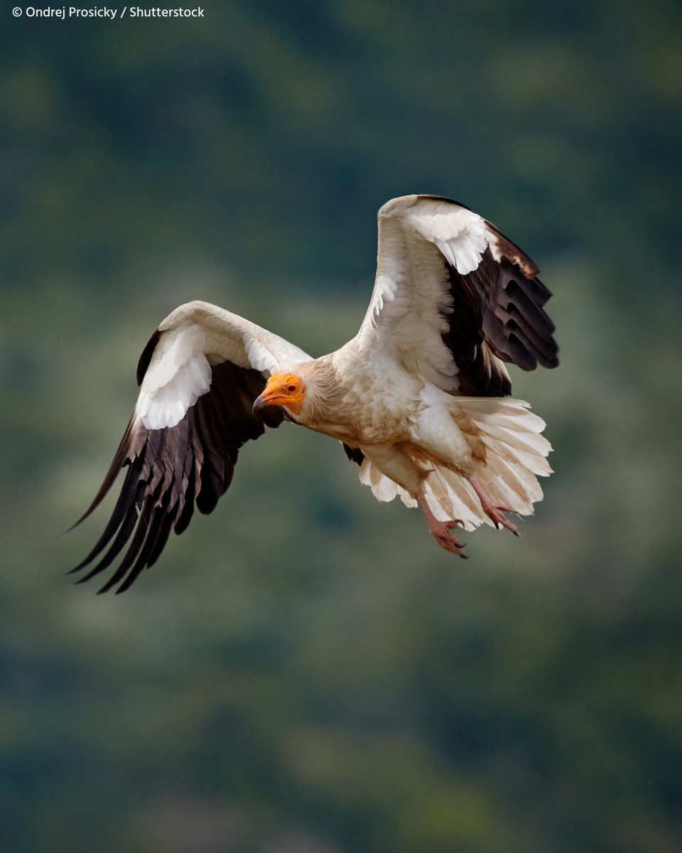 Introducing Global Birdfair’s flagship species! – the Egyptian Vulture 🤍

With a white body, black flight feathers and a striking yellow face and beak, the Egyptian Vultures can be found along the Central Asian and African Eurasian Flyways. 🪽

Populations extend from South
