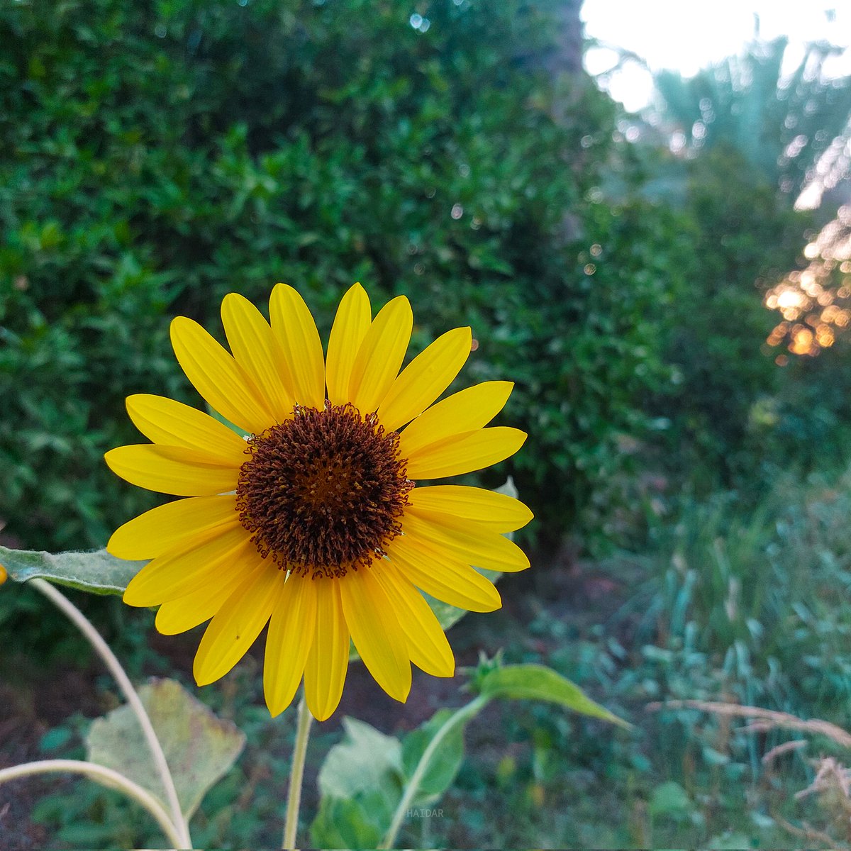 Haidar . tweet media