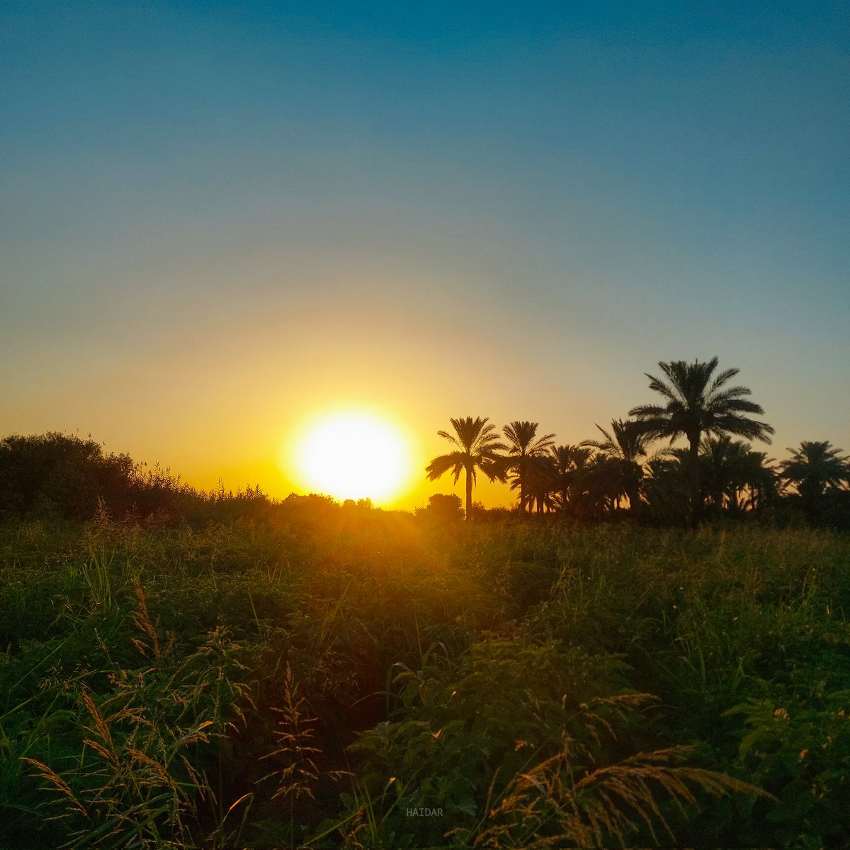 Haidar . tweet media